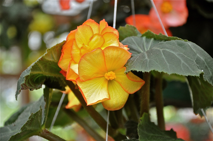 flowers, begonias