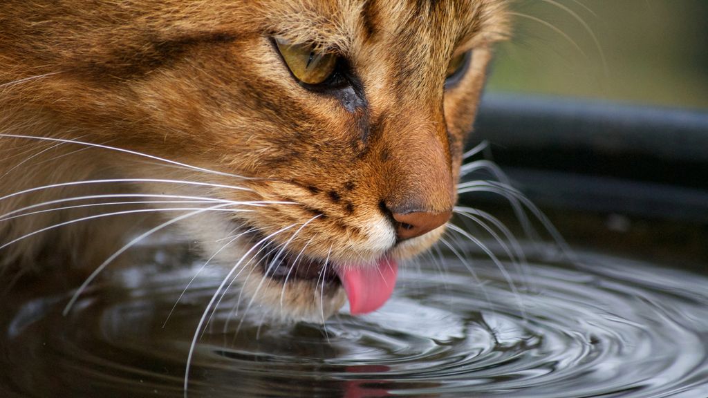 What should cats drink Our vet shares her PetsRadar