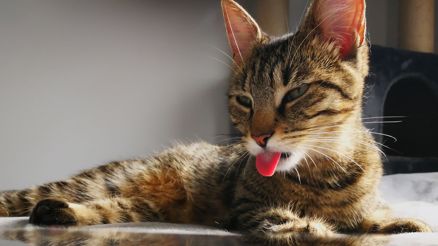 Do cats burp, fart or hiccup Is your cat's belching normal PetsRadar