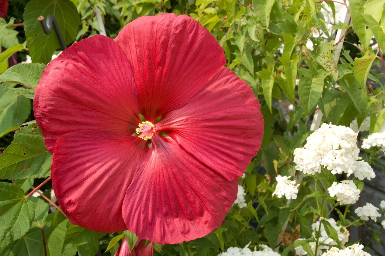 Types Of Hardy Hibiscus Choosing Hibiscus Varieties For Zone 6