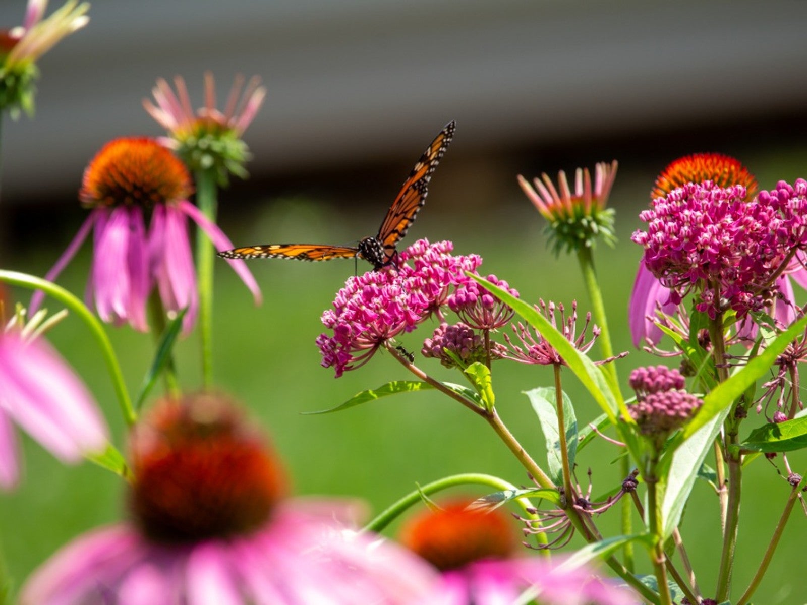 Native Plants In Ohio, Indiana, Kentucky, And The Central Region