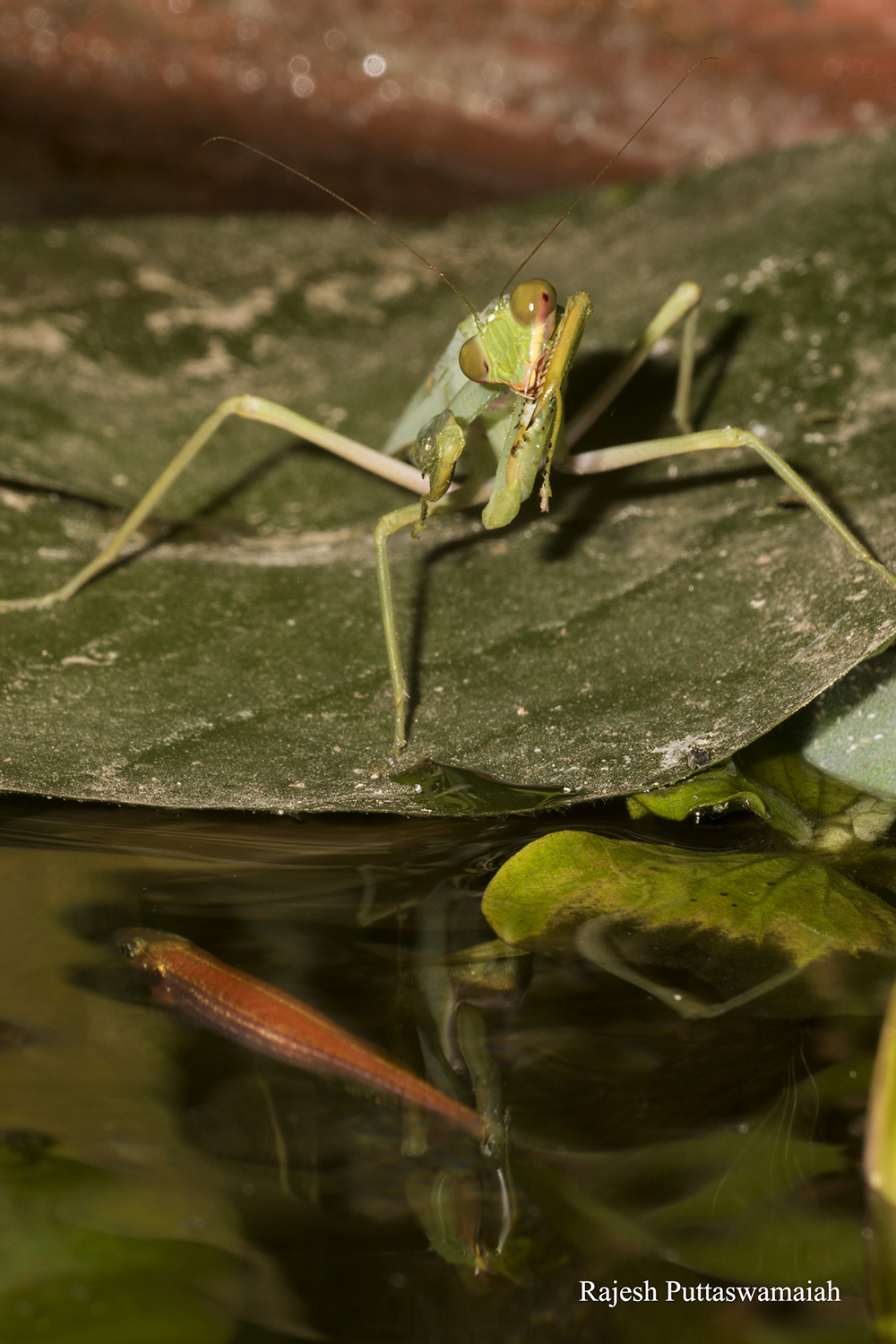 Sun&rsquo;s out, guns out. With its arms poised to lunge, this fish-eating mantis is ready to grab its next aquatic meal.