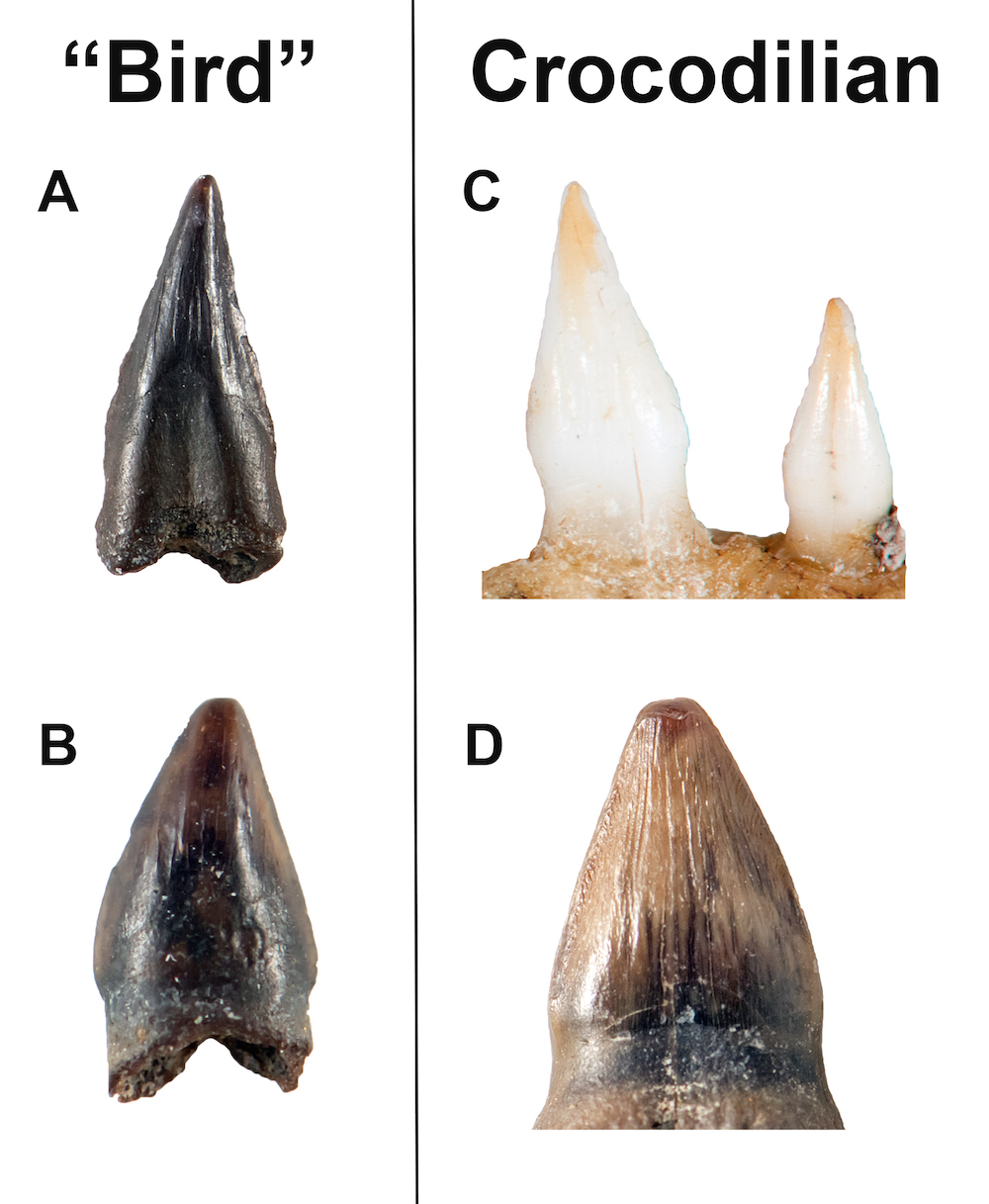 The mysterious, so-called &ldquo;bird&rdquo; teeth (A, B) next to modern juvenile alligator teeth (C) and a fossil crocodilian tooth (D).
