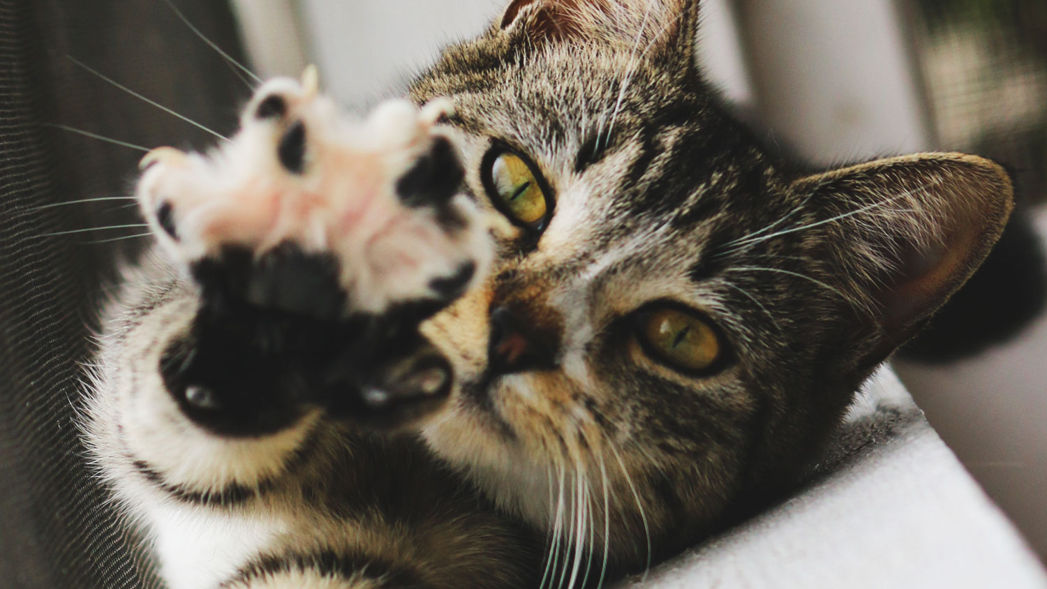 Kidney failure in cats Vet's guide to symptoms and treatment PetsRadar