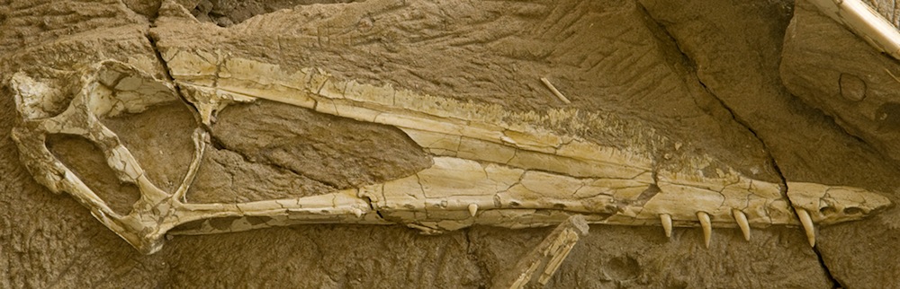 Female Pterosaur Skull