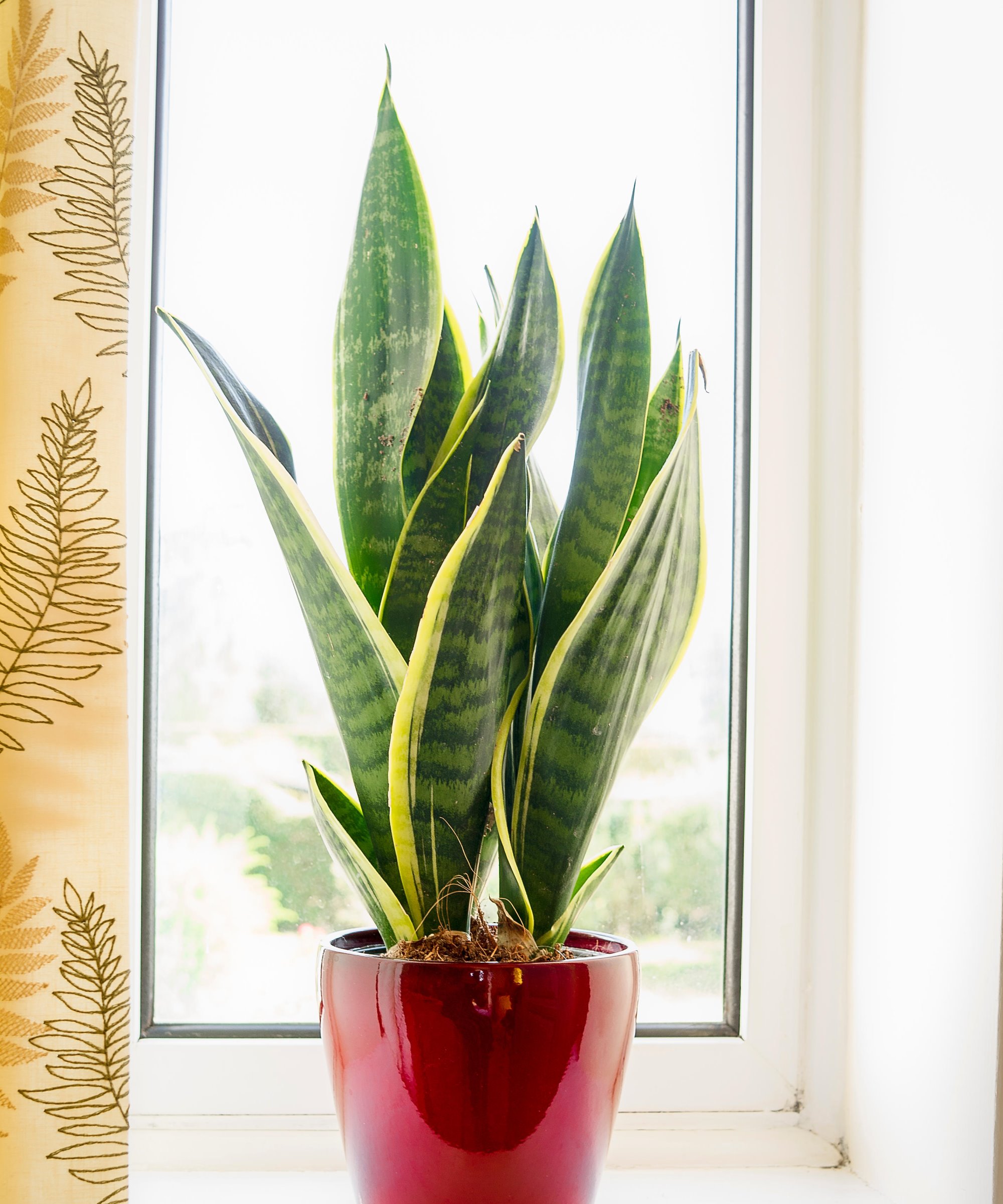 How to prune a snake plant expert tips for simple cuts Homes and