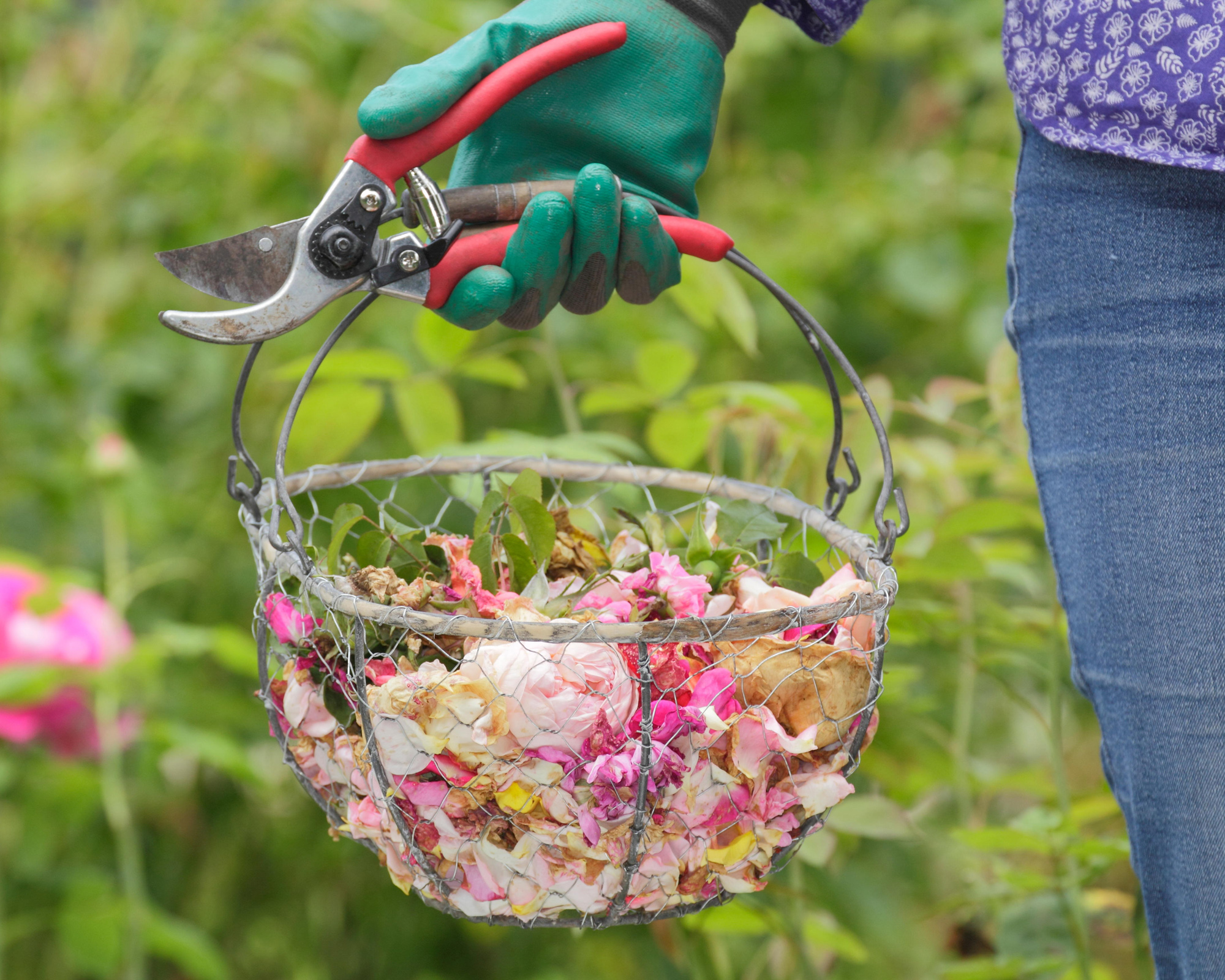 Deadheading flowers how to keep plants blooming and beautiful for longer Gardeningetc