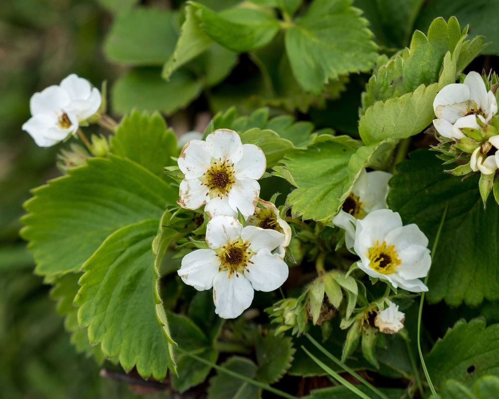 How to winterize strawberry plants top tips Gardeningetc