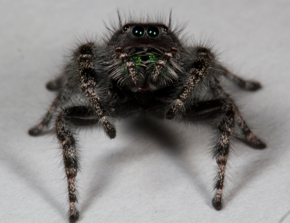 Jeepers, Peepers Why Spiders Have So Many Eyes Live Science