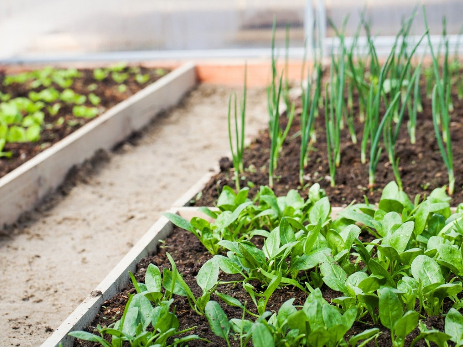 Best Companion Plants For Spinach Gardening Know How