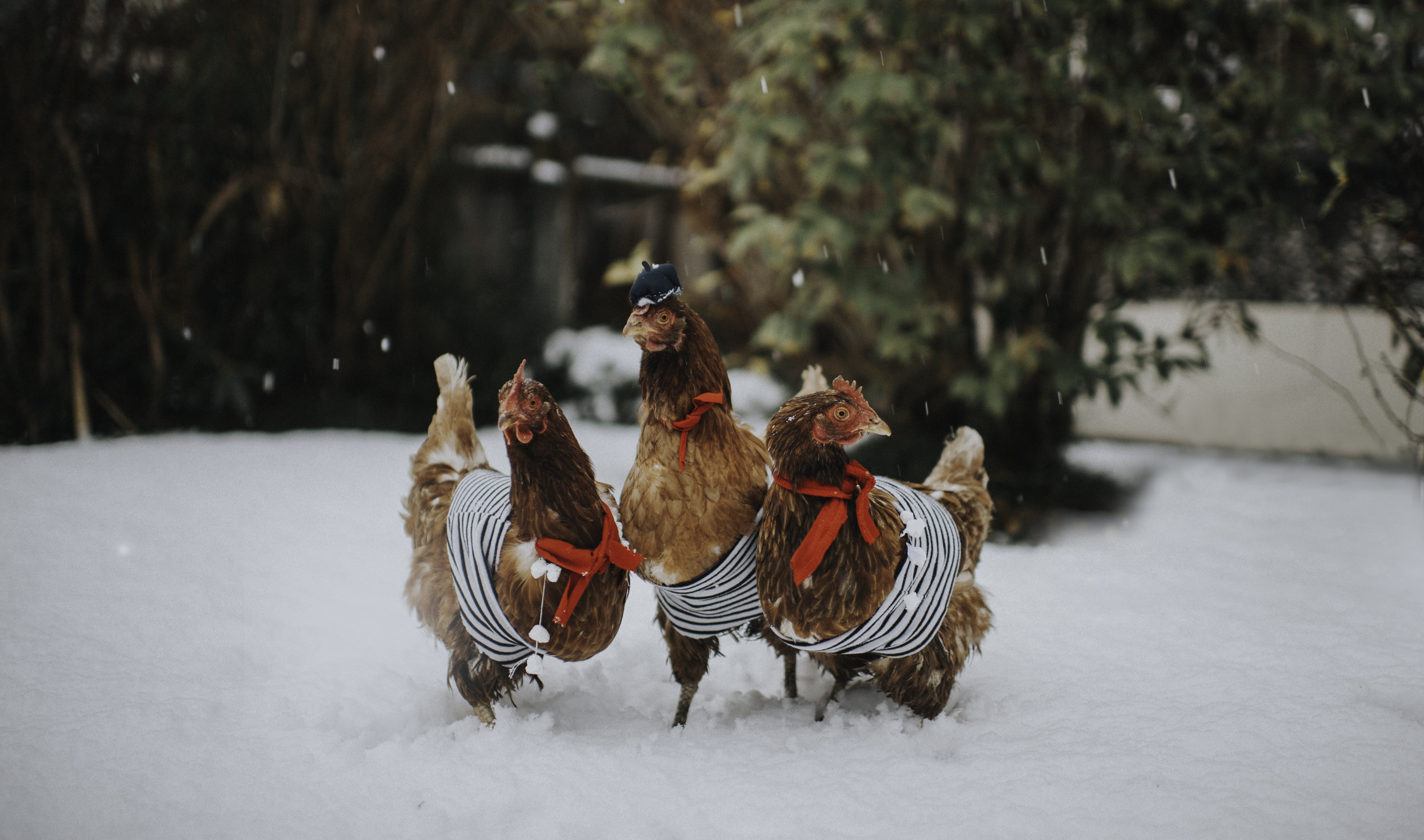 chickens in costume
