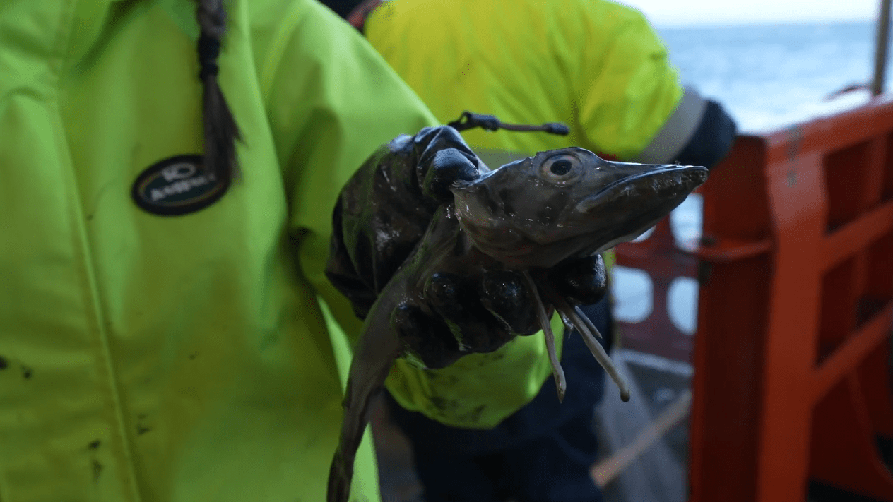 Person holds a long and thin fish.