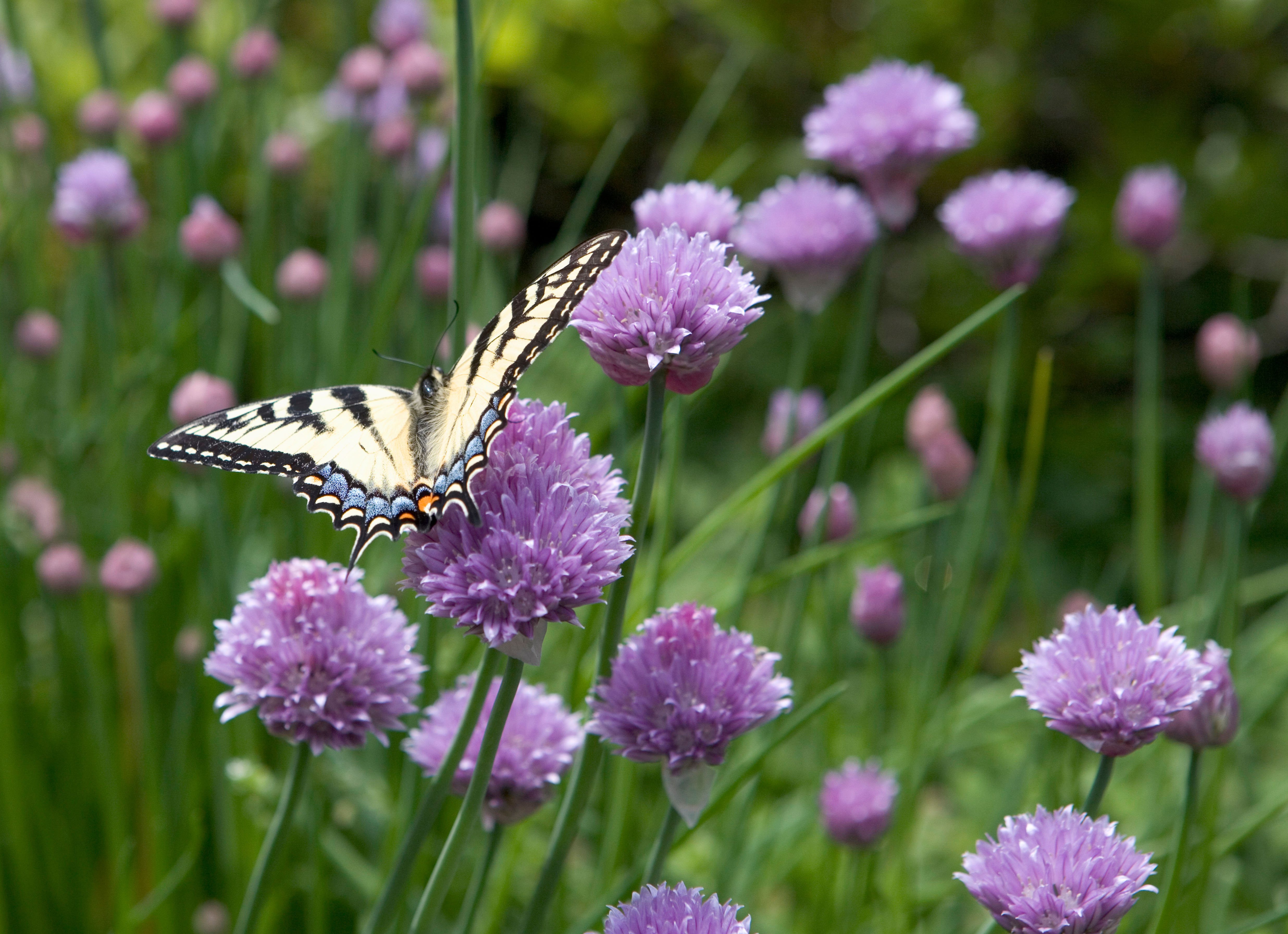 How to harvest chives and enjoy this delicious tasting herb Homes