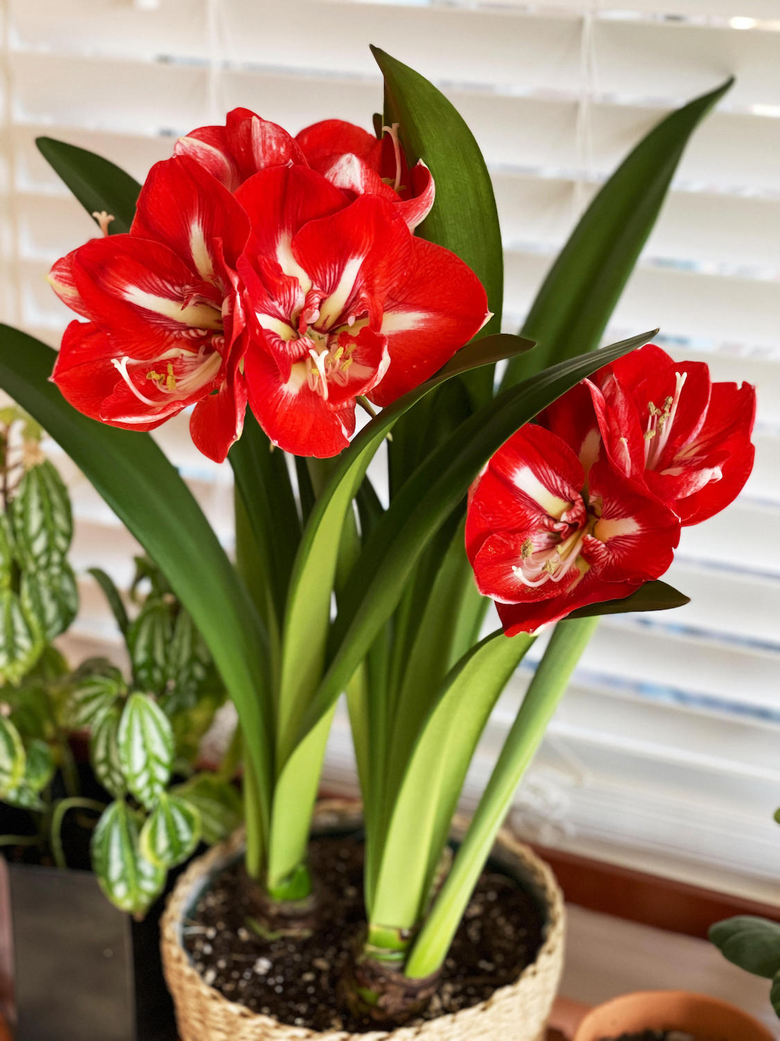 8 tropical flowers to grow indoors and make your home…