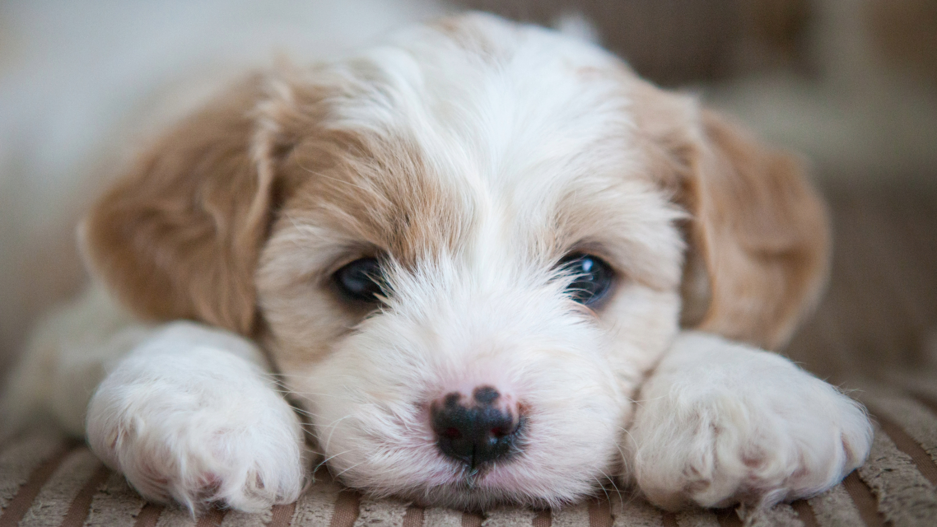 Try these 5 homemade puppy teething toys to soothe sore gums PetsRadar
