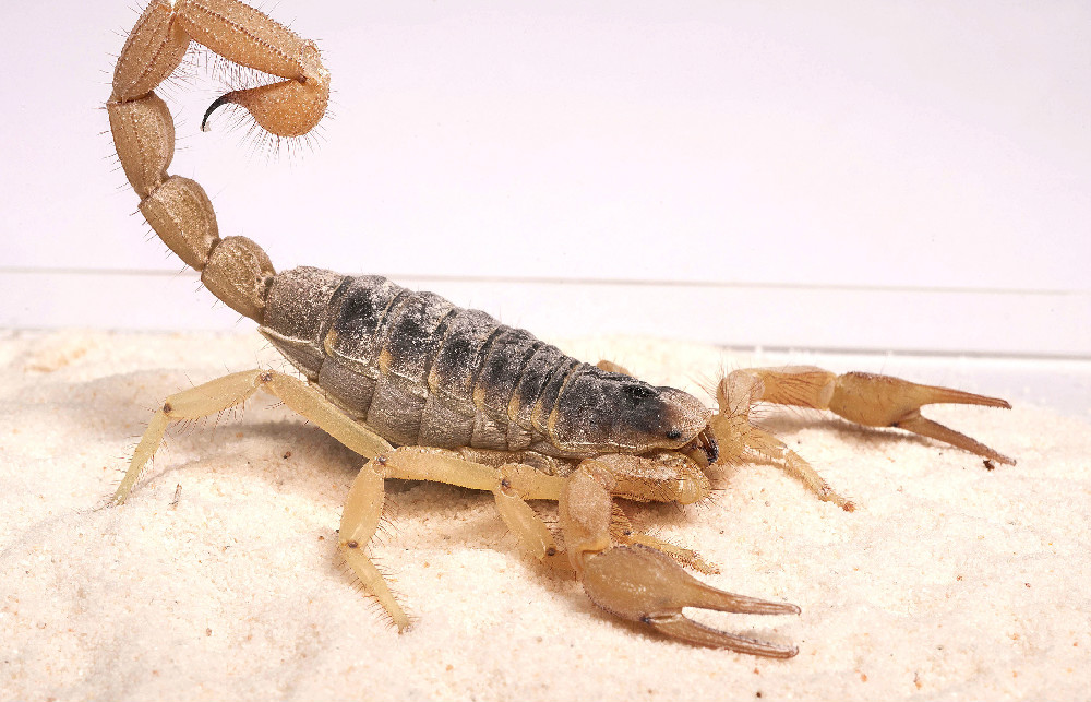 A desert hairy scorpion, <!-- raw HTML omitted -->Hadrurus arizonensis<!-- raw HTML omitted -->. Scorpions are not spiders, but they are members of the Aracnida class. This is largest scorpion in North America, reaching up to 7 inches (18 centimeters), this animal beats the daytime heat of its d