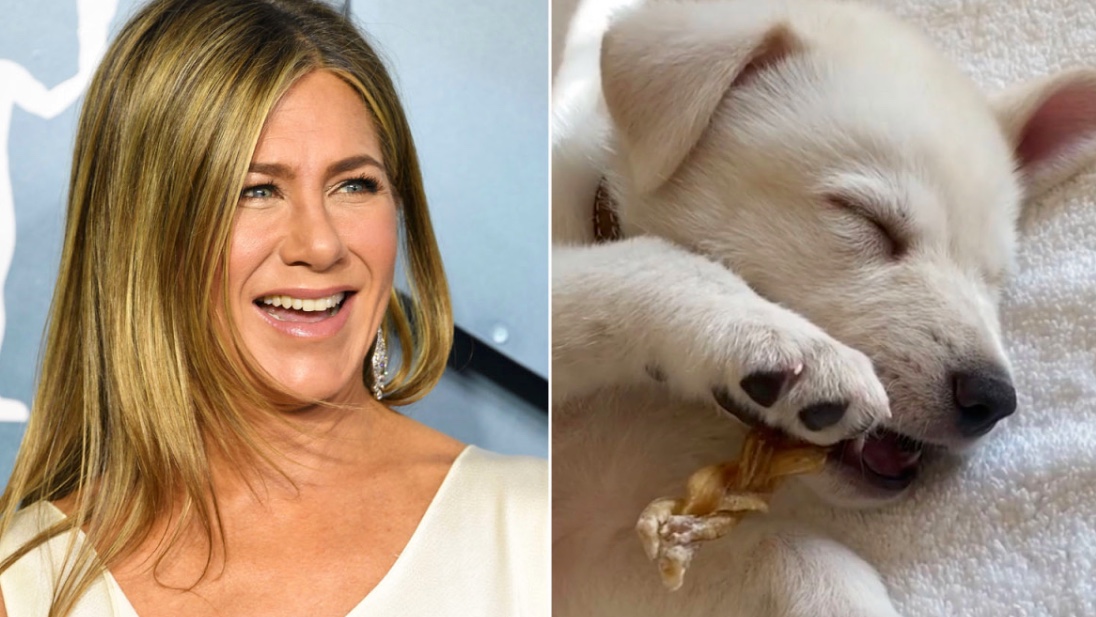 Where Does Jennifer Aniston Get Her Dog Collars at Jasmine Thornber blog