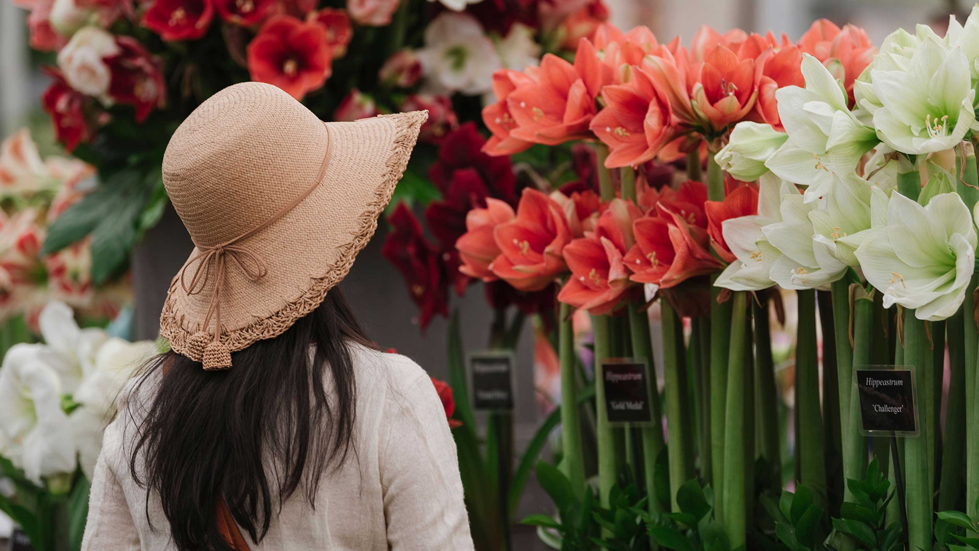 The RHS Chelsea Flower Show 2022 what to expect this year GardeningEtc