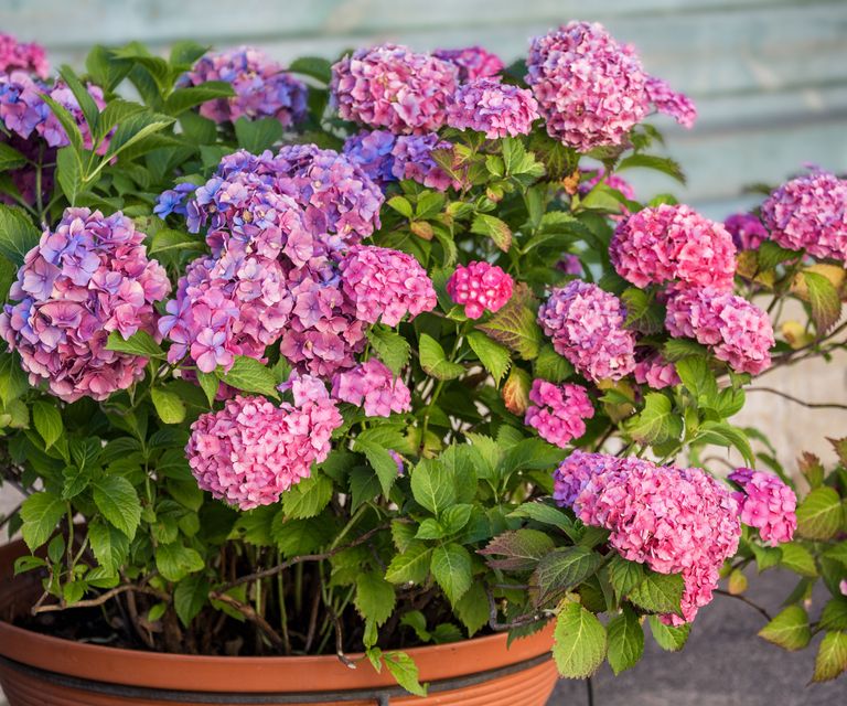 10 Large Outdoor Plants For Pots For An EyePopping Display Gardening