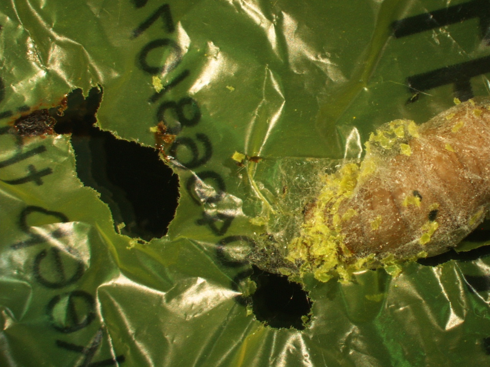 A wax worm caterpillar (Galleria mellonella) chews a hole through plastic, with some yellow polyethylene debris &lsquo;dusting&rsquo; its body.