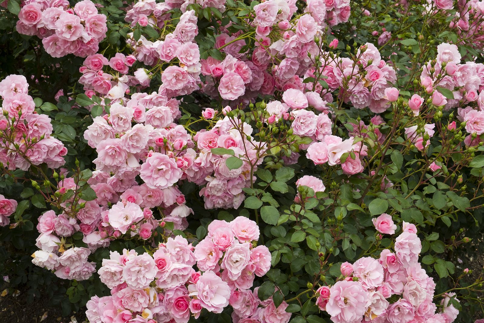 Best flowering shrubs 13 blooming shrubs to add to a garden Homes & Gardens
