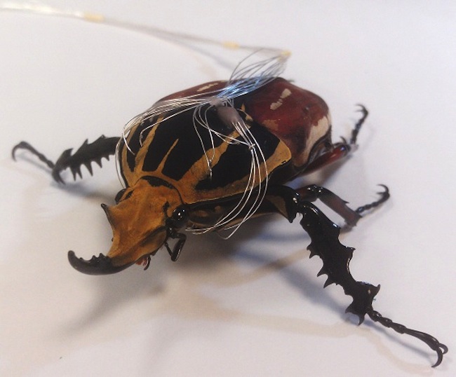 Scientists implanted electrodes into the muscles of beetles to turn them into &ldquo;cyborg&rdquo; insects.