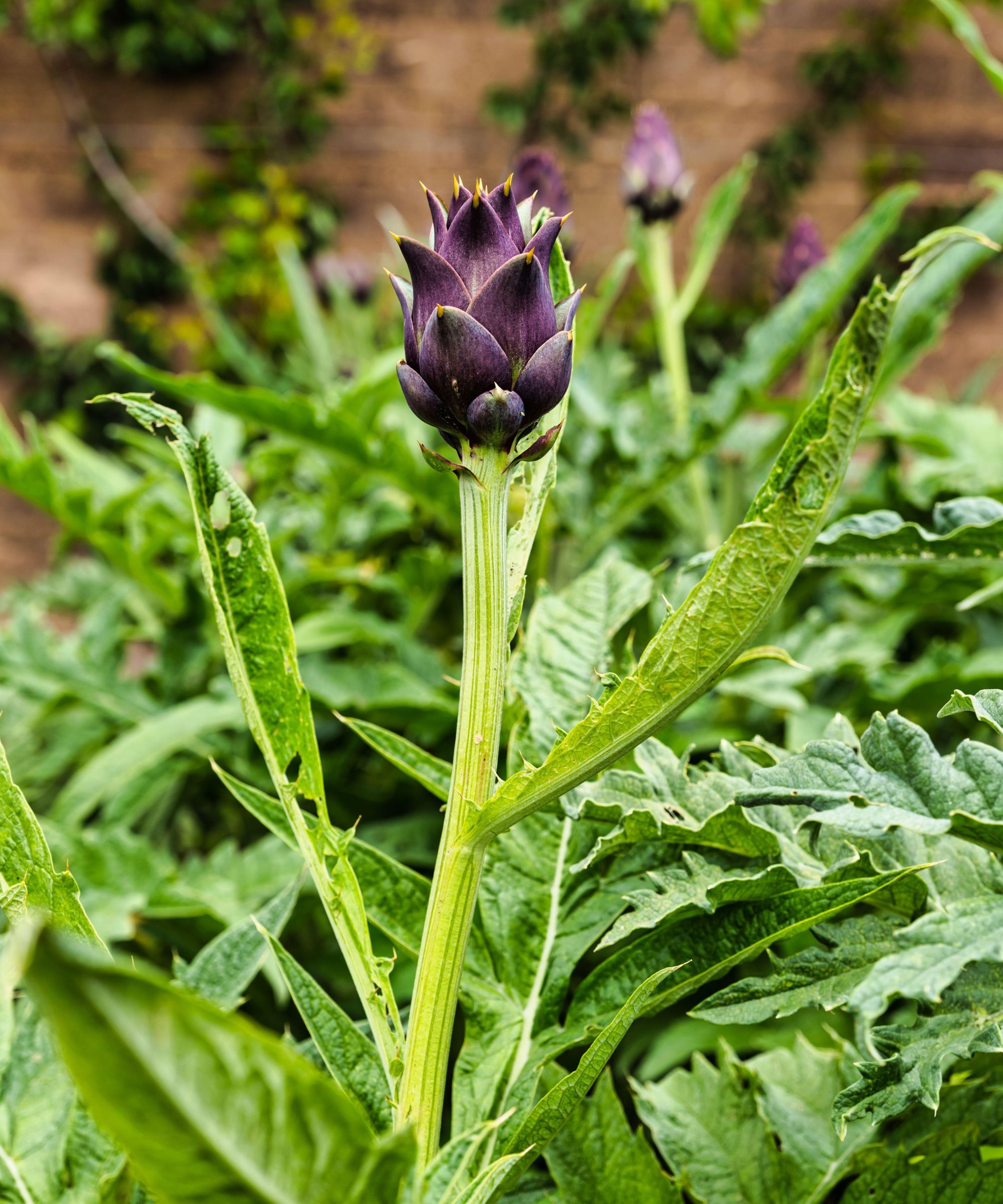 When are artichokes in season? For the perfect harvest Homes & Gardens