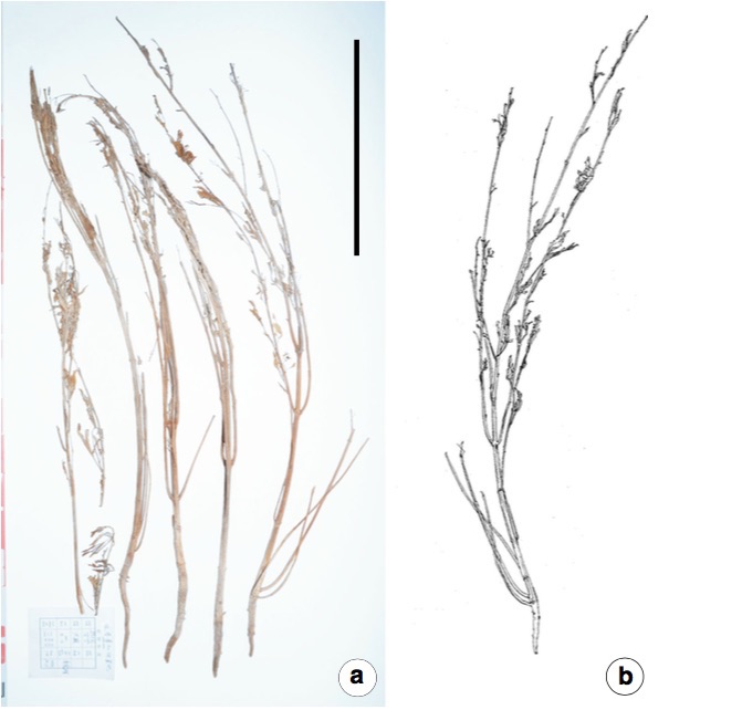 Five of the whole Cannabis plants discovered in tomb M231 (a) and one of the plants showing the reverse side (b). The scale bar equals 15.7 inches (40 centimeters).