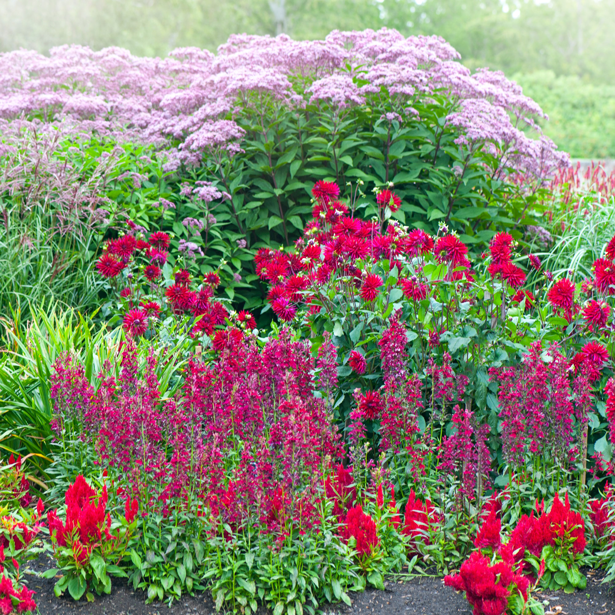 When to cut back salvia Ideal Home