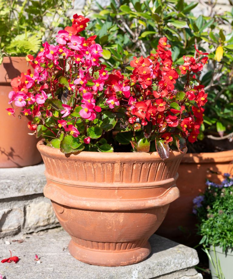 How to grow begonias in pots 5 expert tips Homes and Gardens