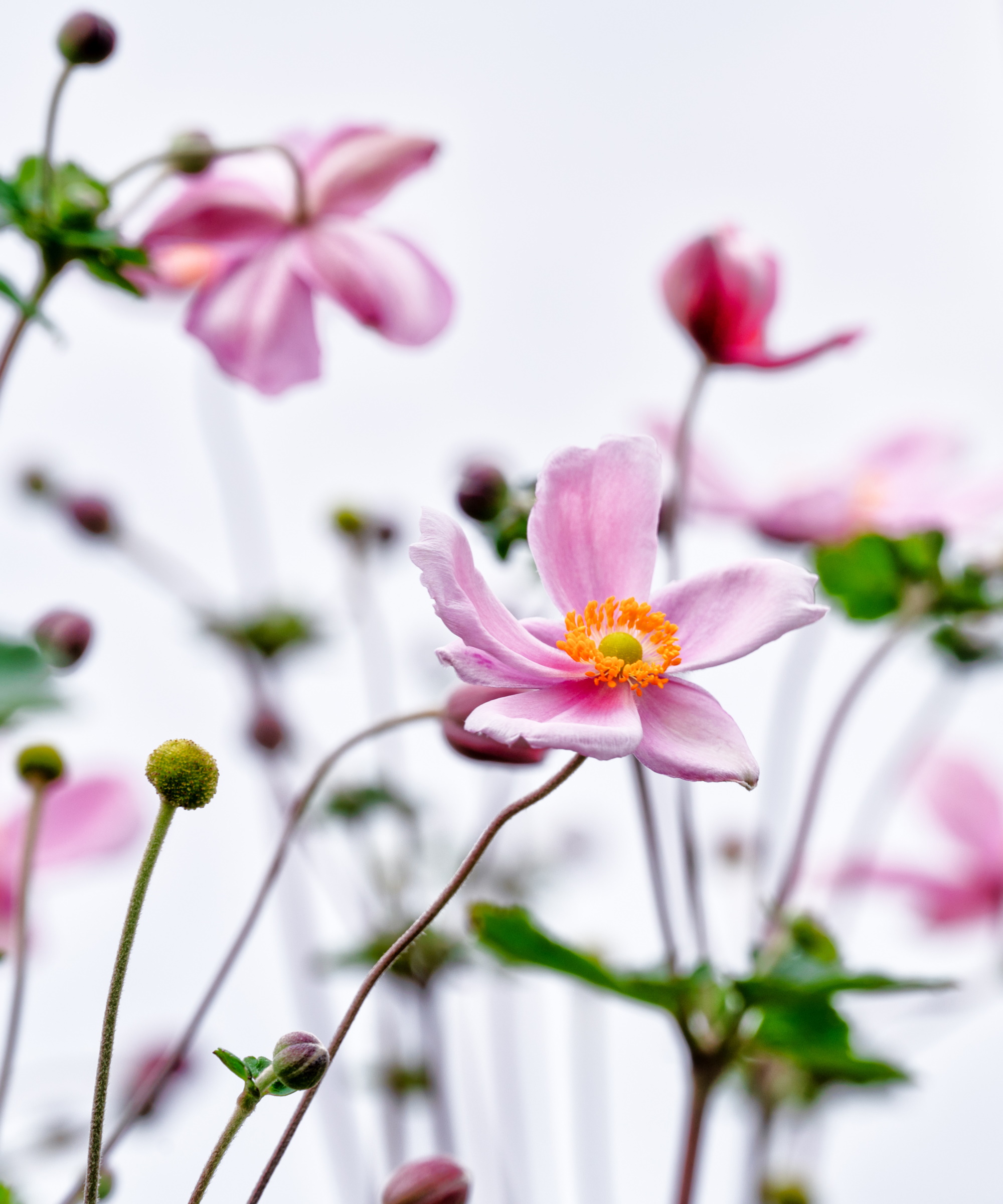 How to propagate Japanese anemones Homes & Gardens