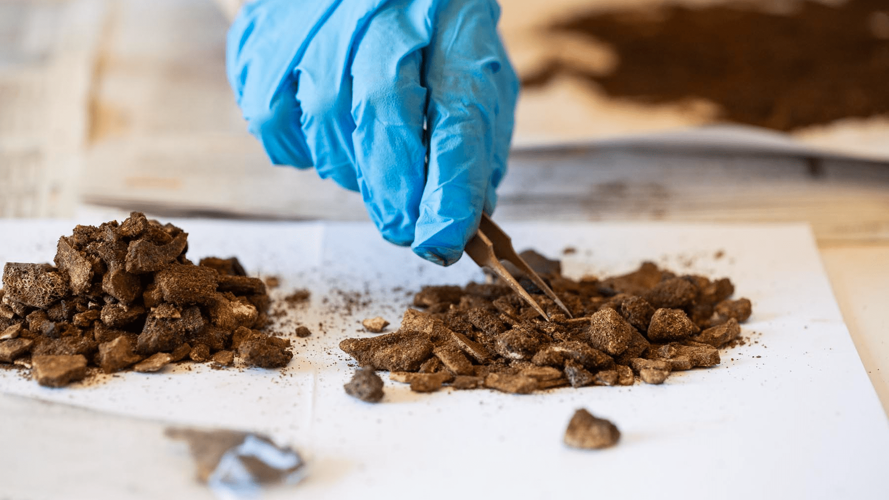 we see a blue gloved hand use tweezers to do a micro-excavation of the Bromeswell bucket&rsquo;s contents.