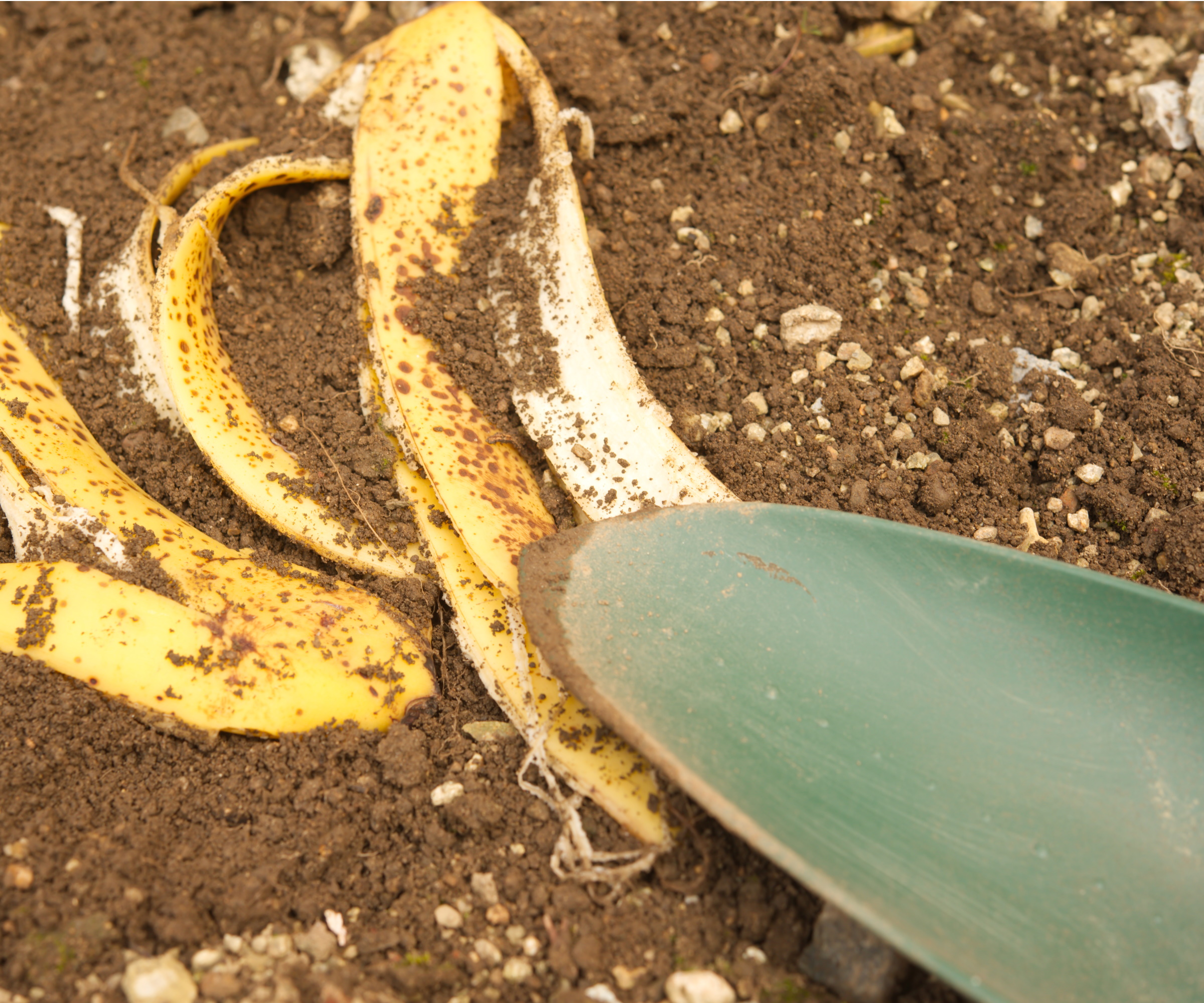 Are banana peels good for plants? Experts reveal all Homes & Gardens