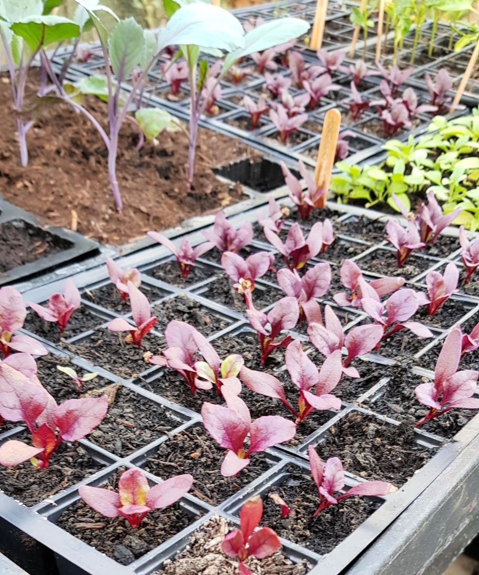 When to plant beets for a healthy harvest through the year Homes