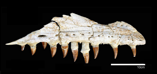 What big teeth you have! The jaw of the mosasaur Prognathodon kianda.