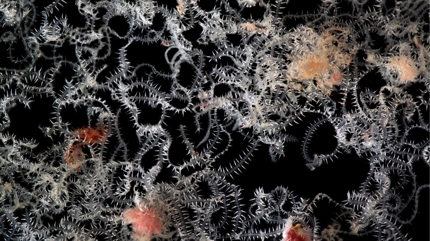 Small fraction of a single living specimen of Ramisyllis multicaudata, dissected out of its host sponge and seen through the stereomicroscope.