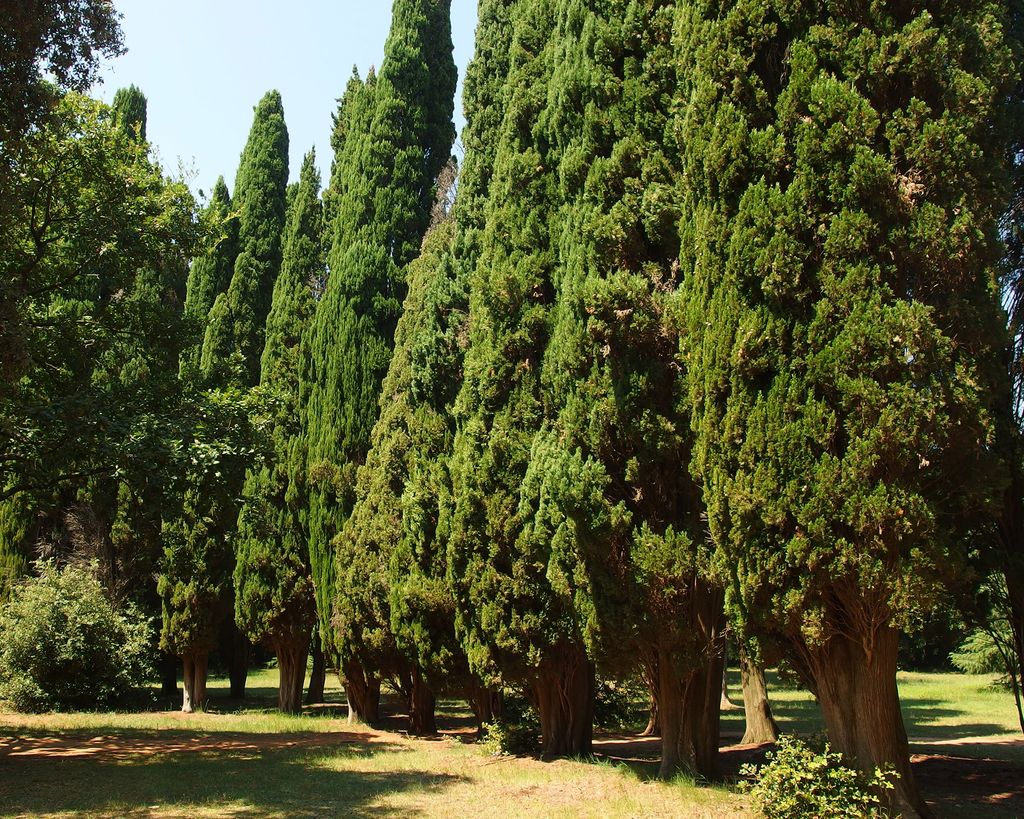 Green giant arborvitae care and growing guide Gardeningetc