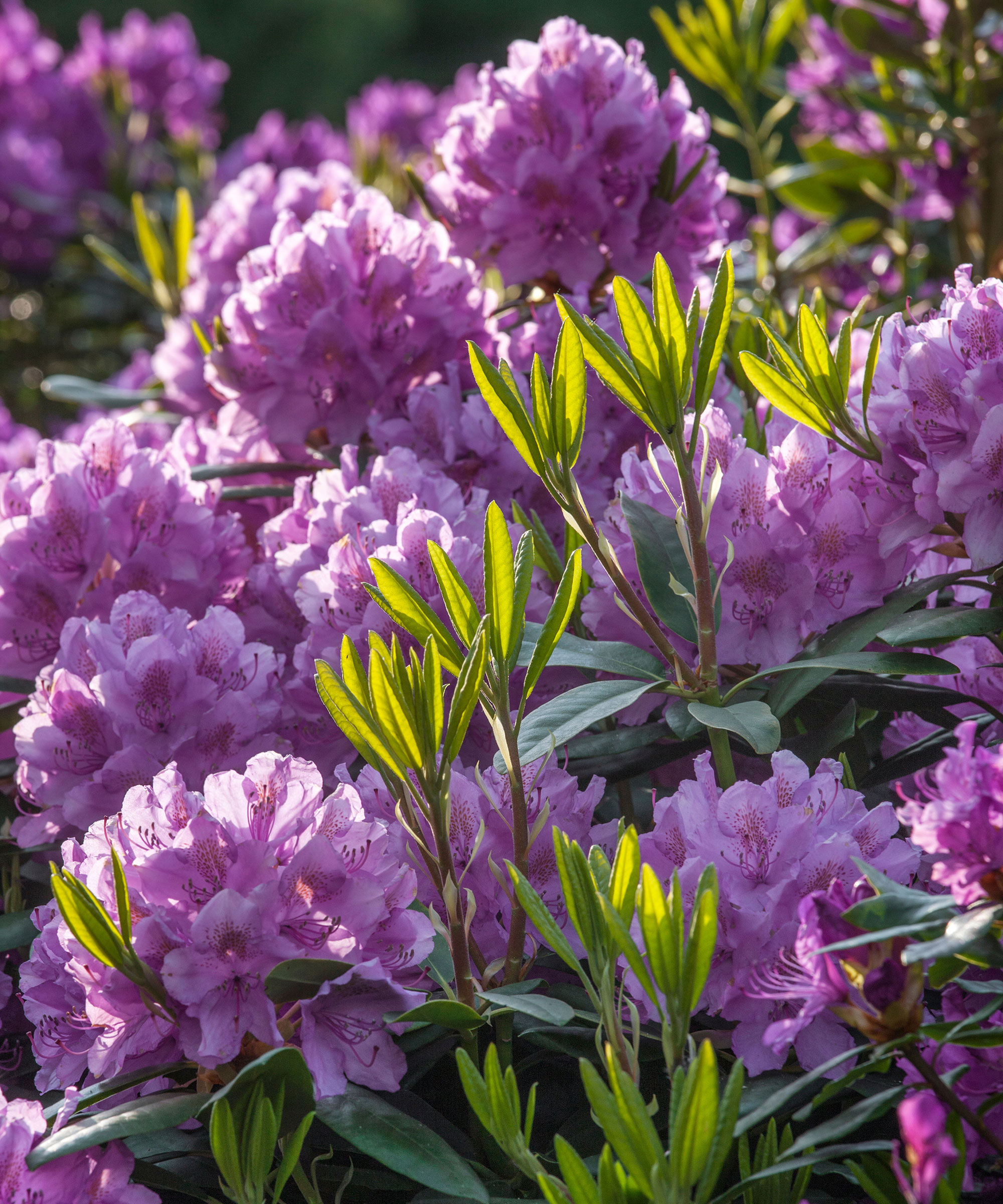 Deadheading rhododendrons expert tips for better blooms Gardeningetc