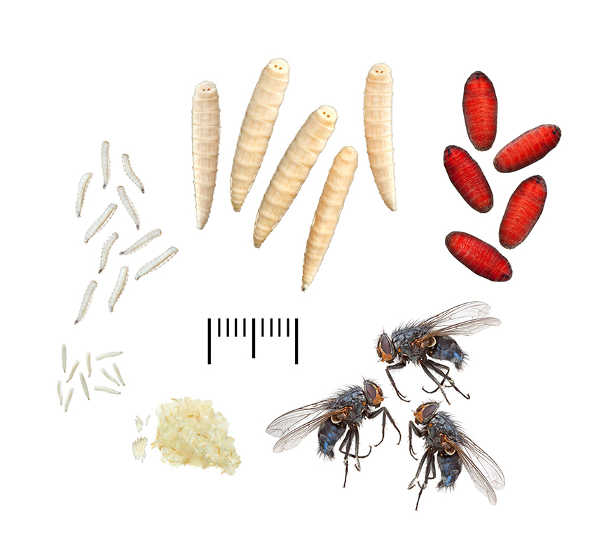 Life cycle of the bluebottle blow fly (Calliphora vicina).