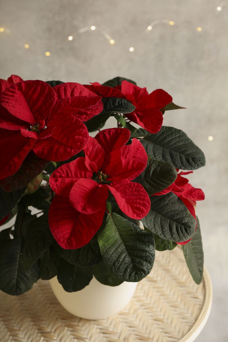 Are poinsettias poisonous to cats and dogs? Homes & Gardens