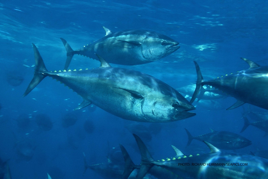 Bluefin tuna.