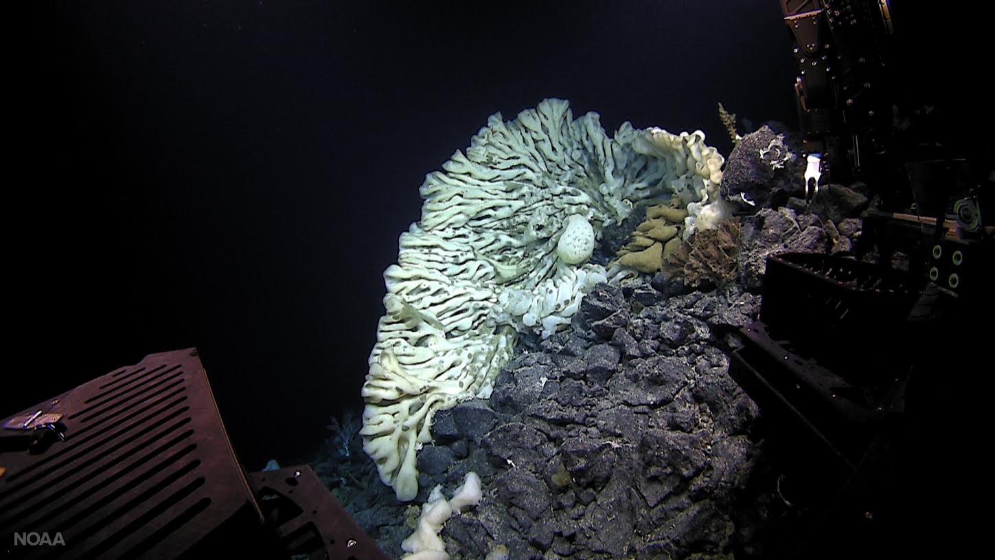 A sponge the size of a minivan, the largest on record, was found in 2015 during a deep-sea expedition in Papahānaumokuākea Marine National Monument off Hawaii. These bizarre creatures are humanity�s most distant animal cousins, according to new research.