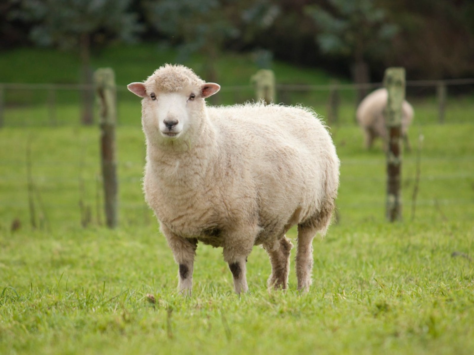 Using Sheep Manure As Fertilizer Is Composted Sheep Manure Safe For Vegetables Gardening
