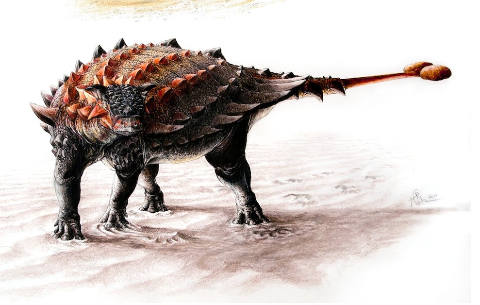 How Armored Dinosaur Got Its BoneBashing Tail Live Science
