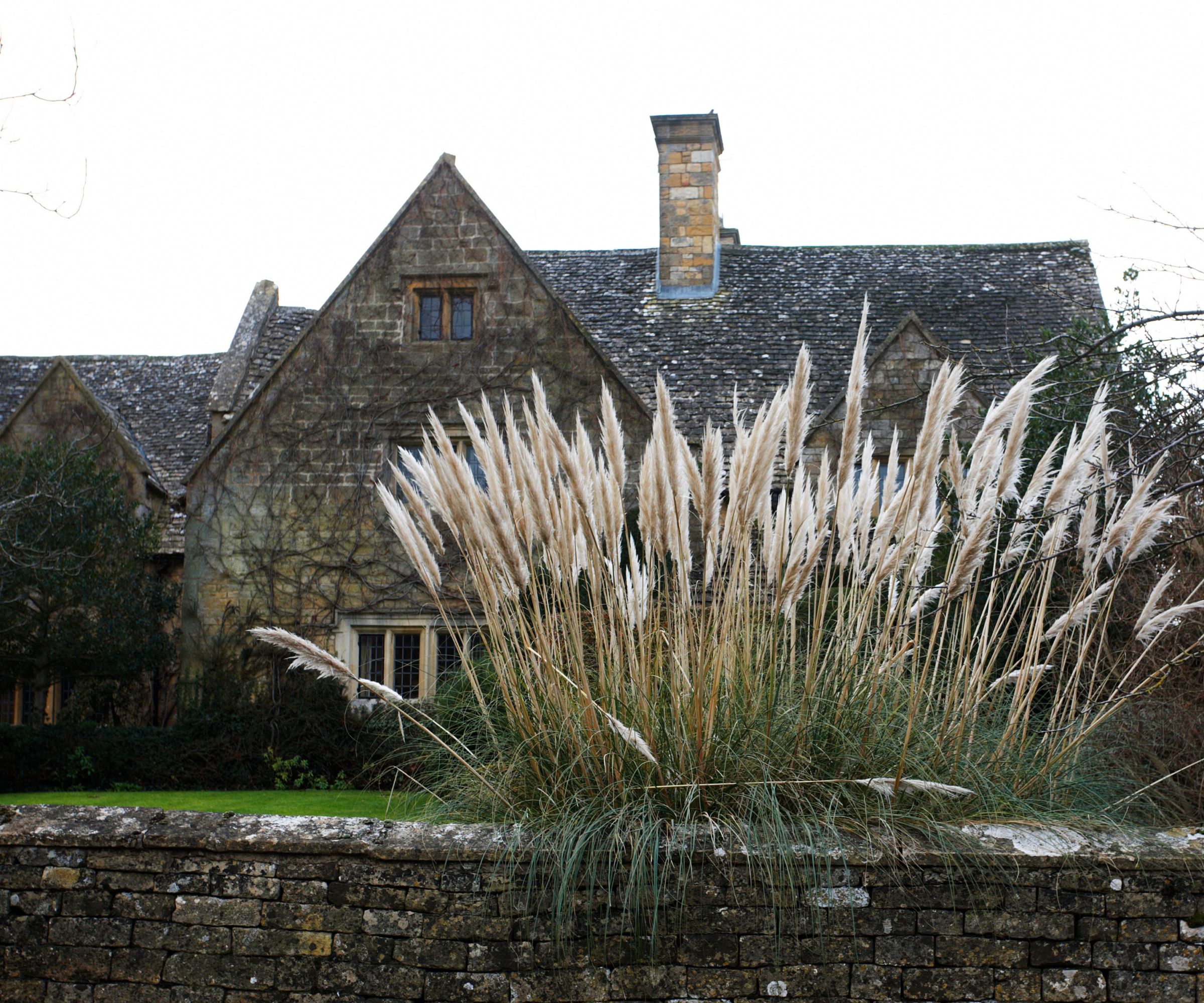 When to plant pampas grass for a fabulous ornamental grass