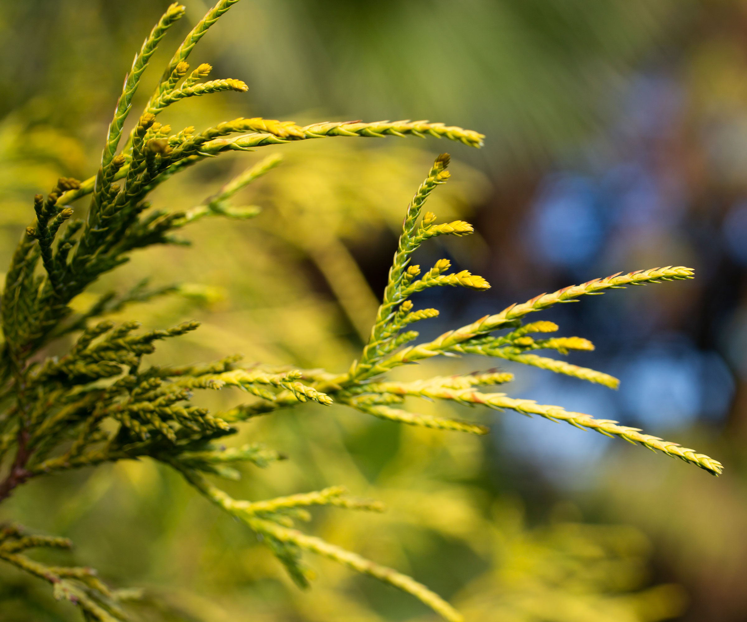 Best plants to cover a wall 10 ideas for a fabulous…