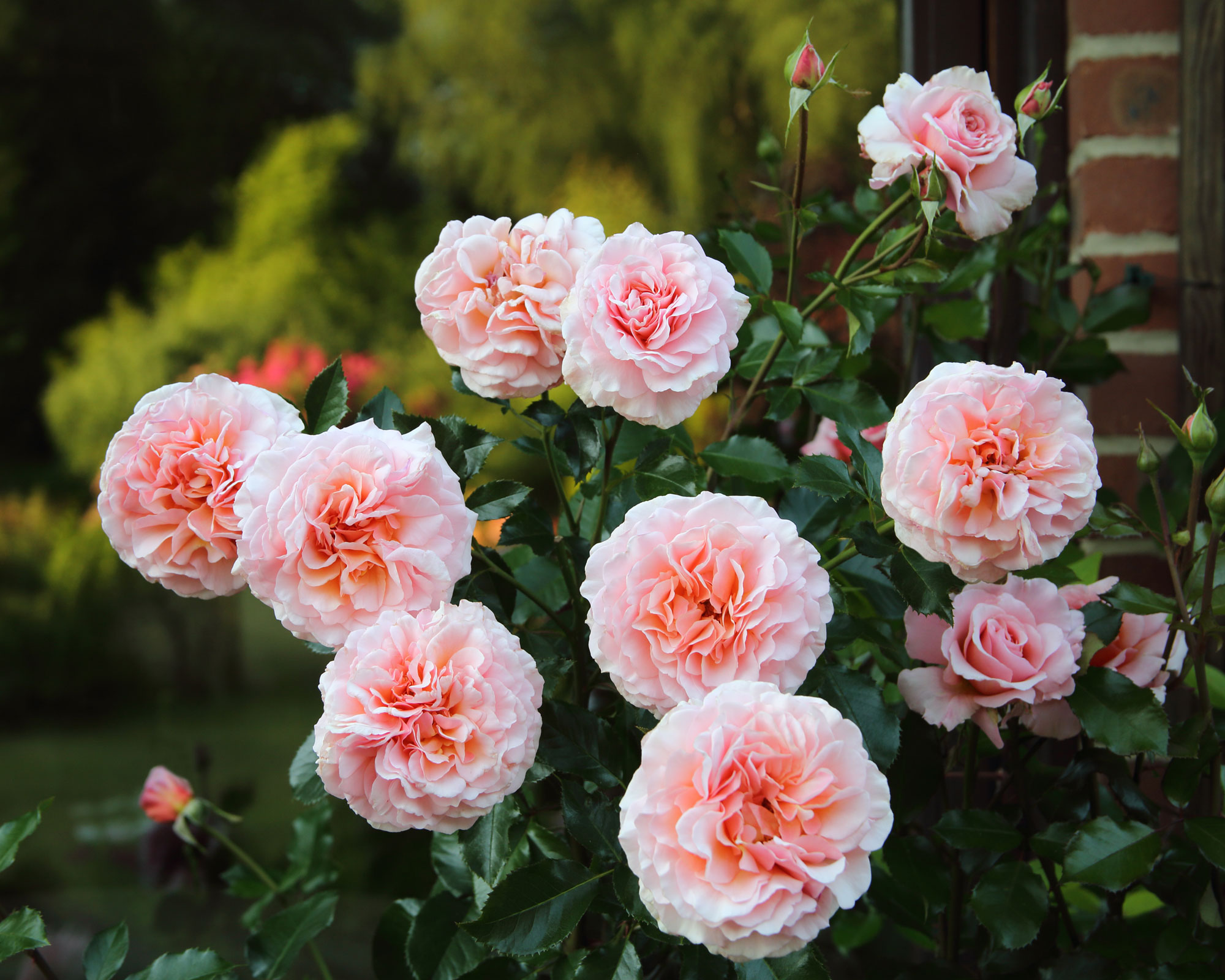 Now is the time to prune rambling roses, says Monty Don Real Homes