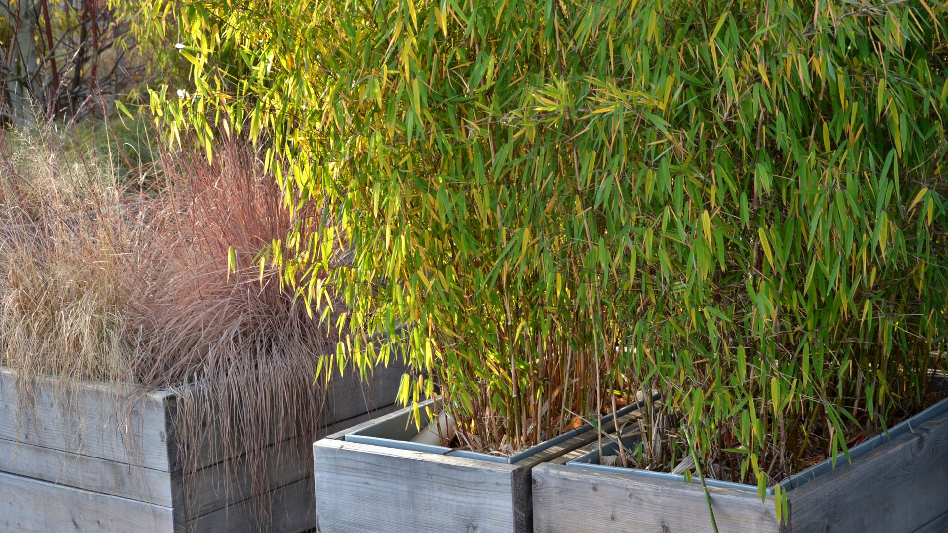 Why is my bamboo turning yellow? 6 common reasons Ideal Home