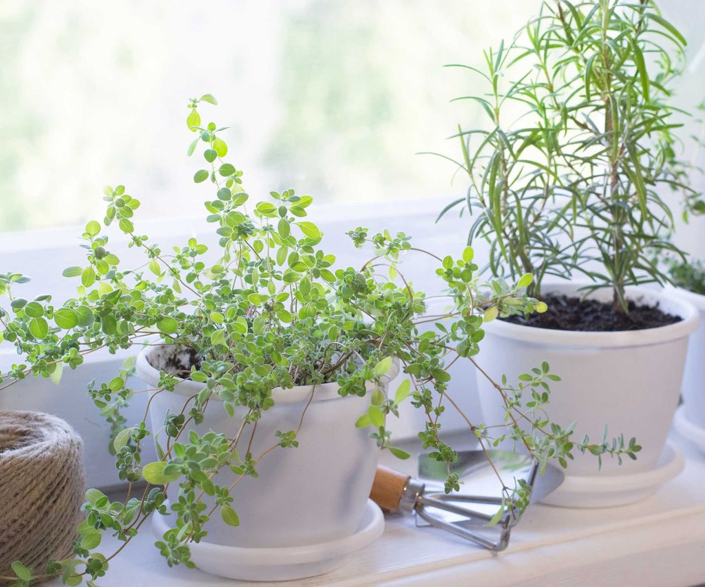 How to keep storebought herbs alive indoors 5 tips Homes & Gardens