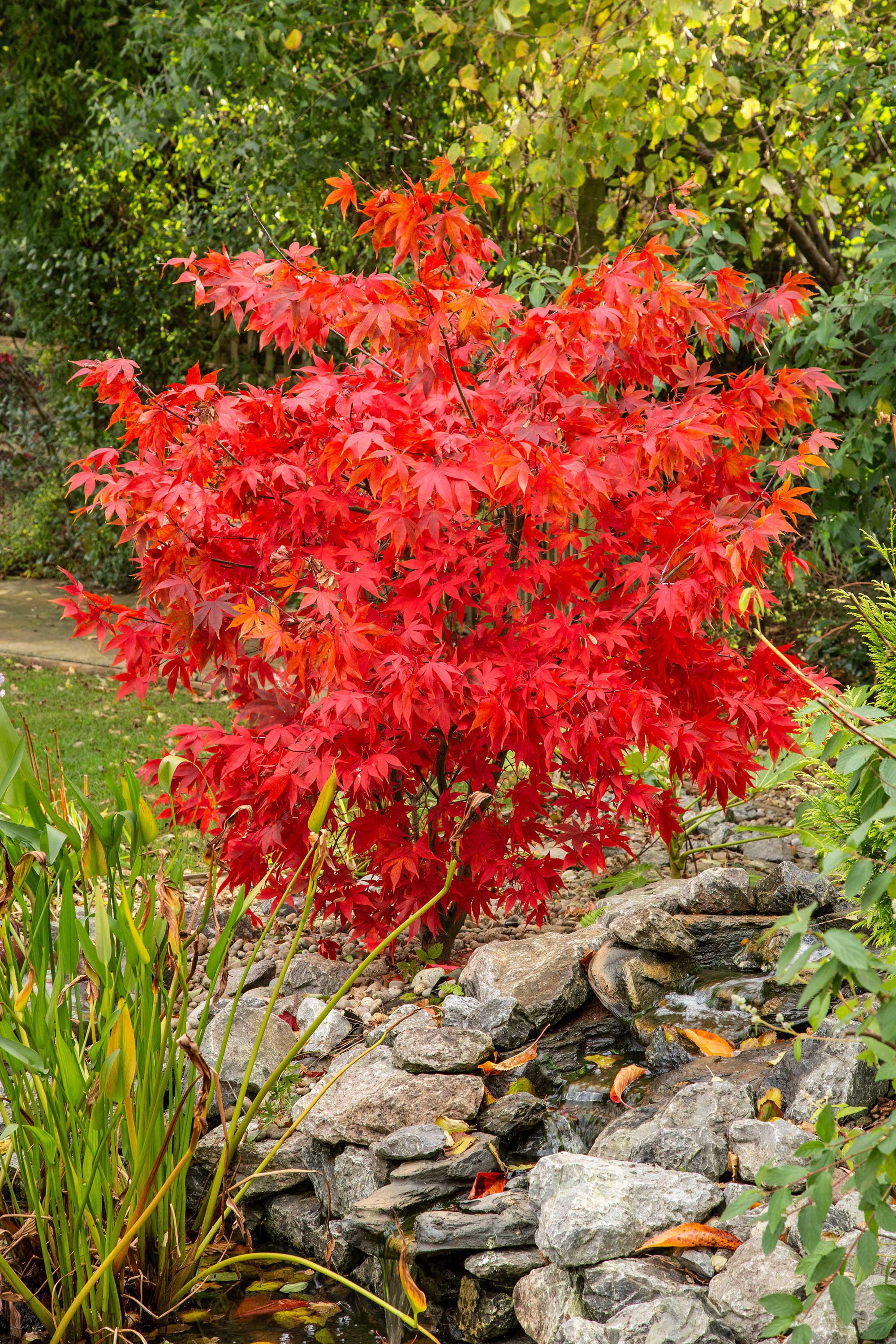 How to grow acers follow our tips and add yearround interest to your